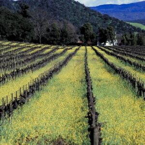 Mustard in Bloom